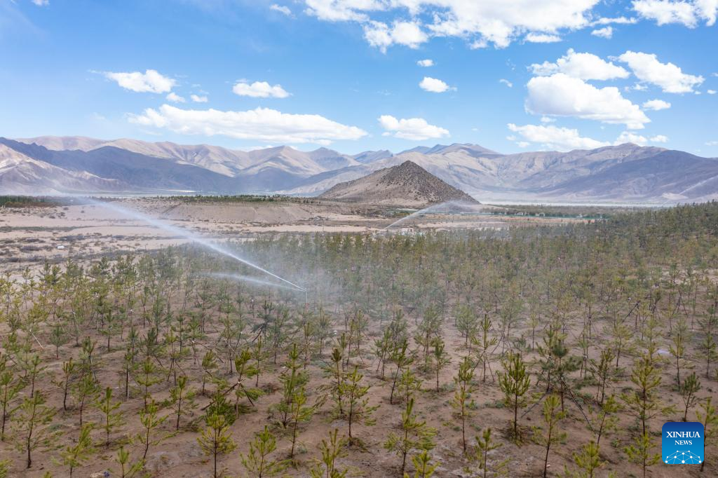 Barren land by Yarlung Zangbo River sees sea of green trees in SW China's Tibet