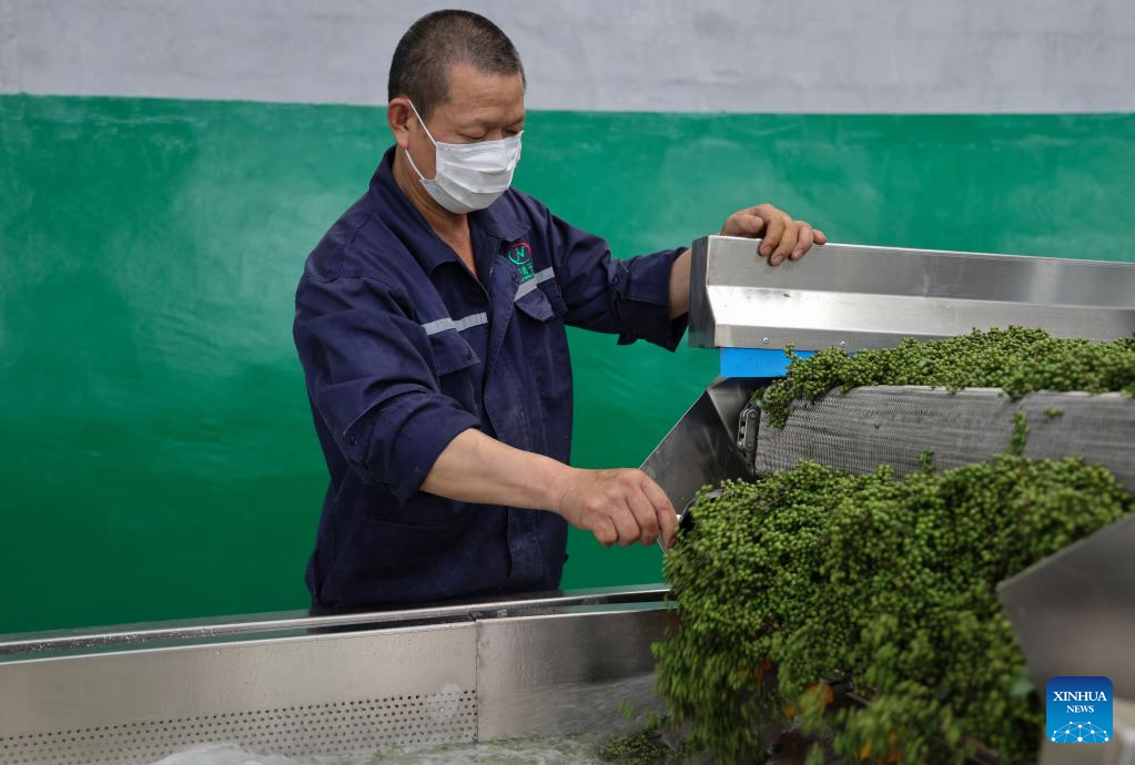 Local authorities in Guizhou committed to planting Sichuan pepper to boost economy