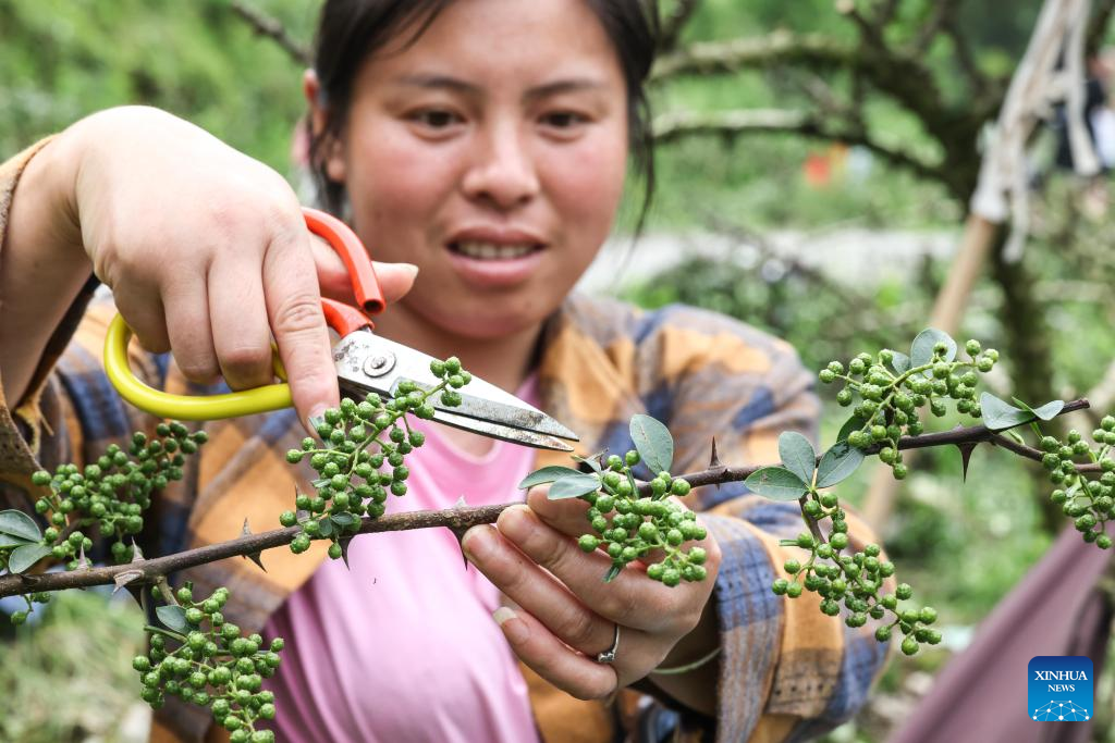 Local authorities in Guizhou committed to planting Sichuan pepper to boost economy