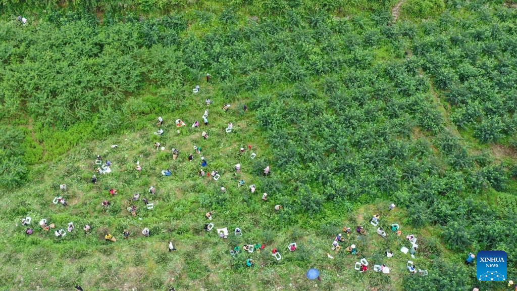 Local authorities in Guizhou committed to planting Sichuan pepper to boost economy