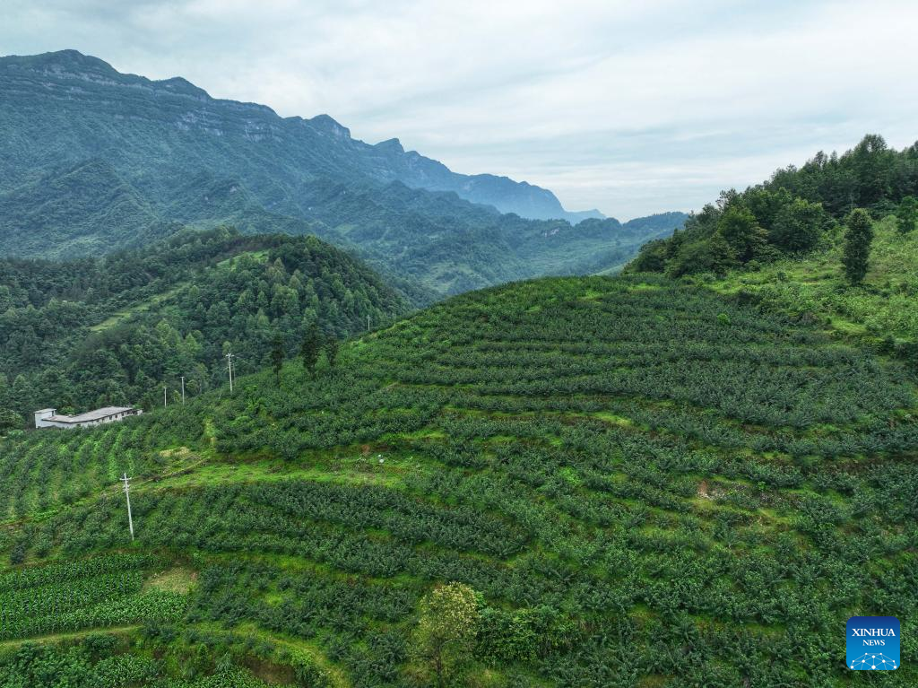 Local authorities in Guizhou committed to planting Sichuan pepper to boost economy