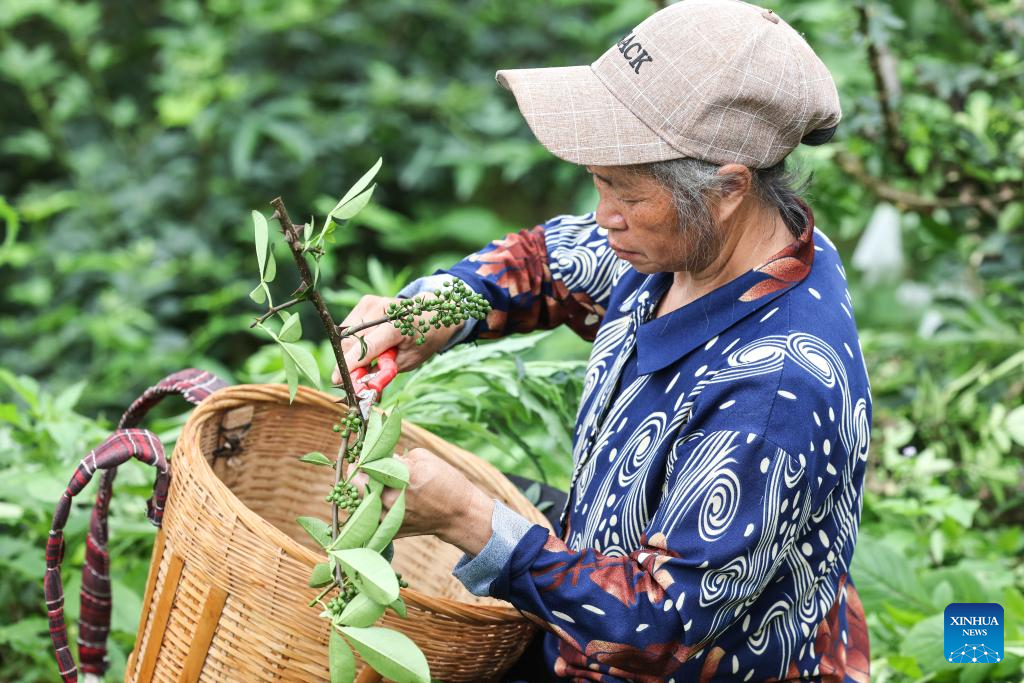 Local authorities in Guizhou committed to planting Sichuan pepper to boost economy