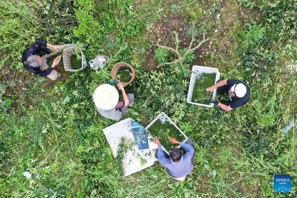 Local authorities in Guizhou committed to planting Sichuan pepper to boost economy