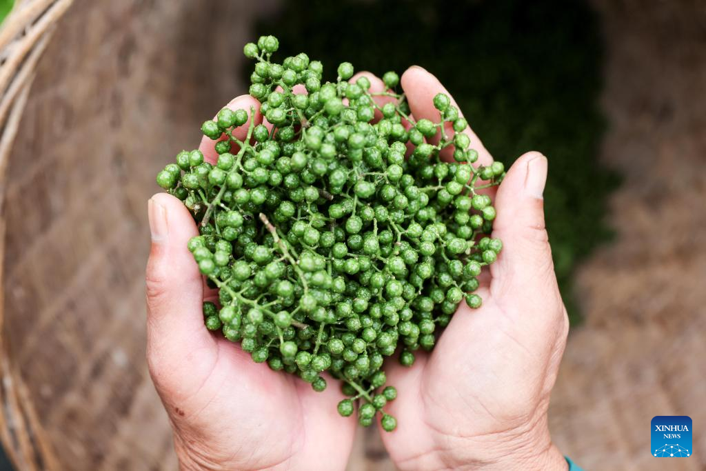 Local authorities in Guizhou committed to planting Sichuan pepper to boost economy