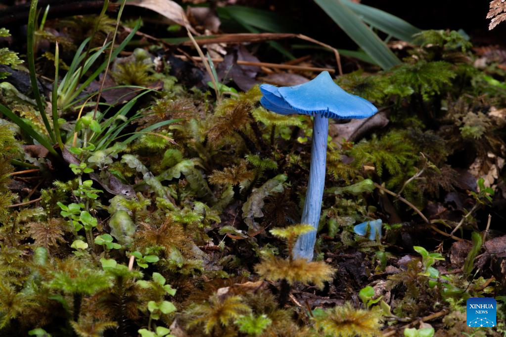 Fungi on South Island of New Zealand