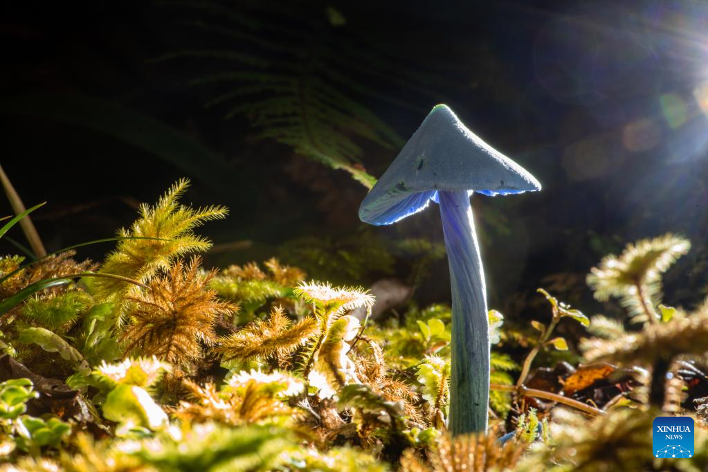 Fungi on South Island of New Zealand