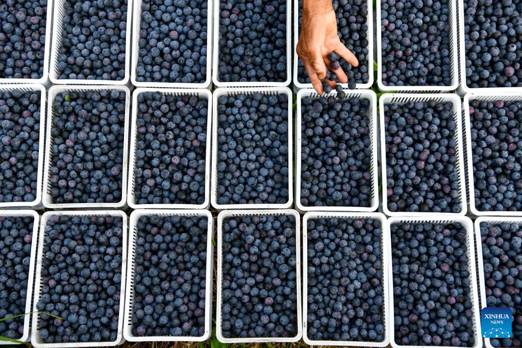 Blueberries enter harvest season in China's Guizhou