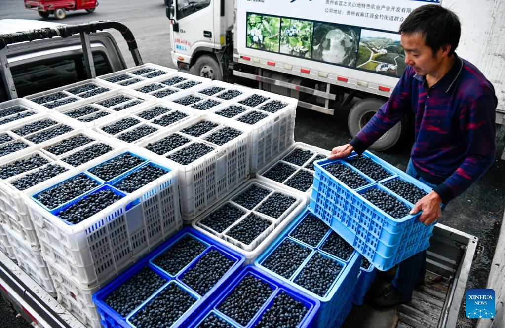 Blueberries enter harvest season in China's Guizhou