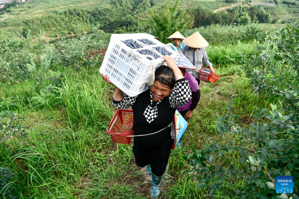 Blueberries enter harvest season in China's Guizhou