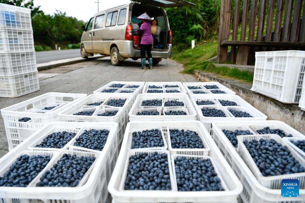 Blueberries enter harvest season in China's Guizhou