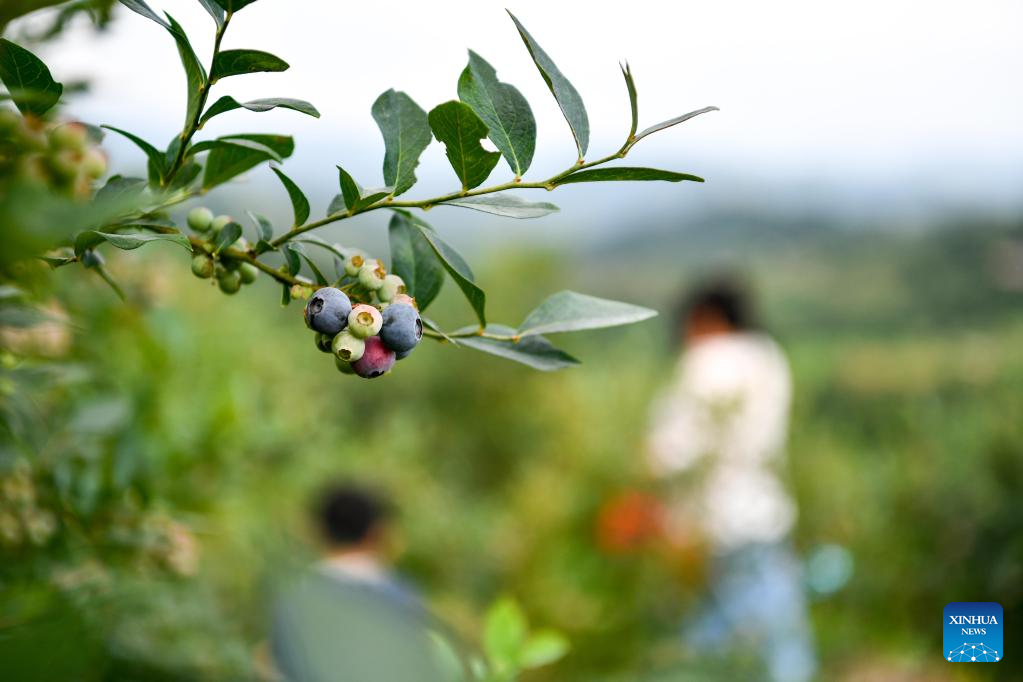 Blueberries enter harvest season in China's Guizhou