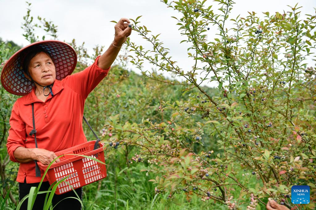 Blueberries enter harvest season in China's Guizhou