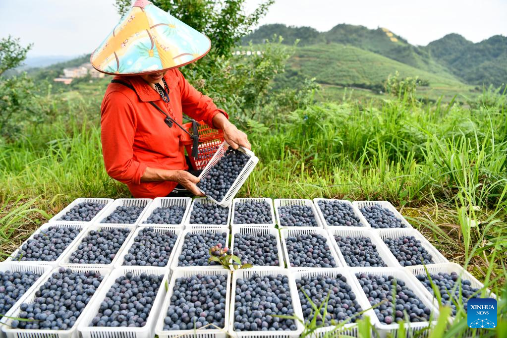 Blueberries enter harvest season in China's Guizhou