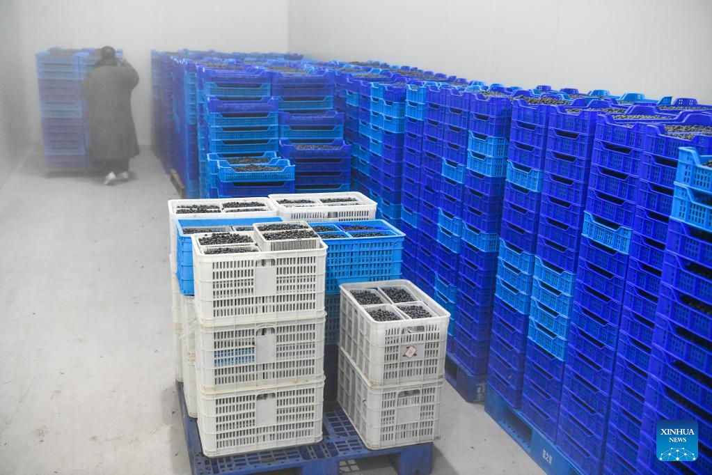 Blueberries enter harvest season in China's Guizhou