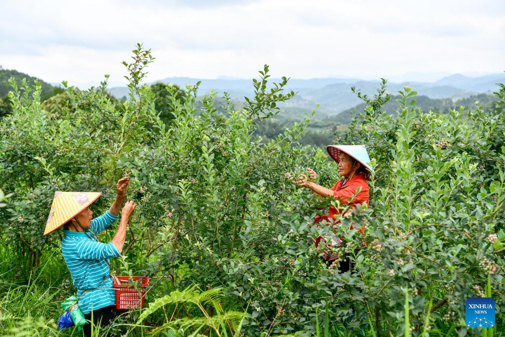 Blueberries enter harvest season in China's Guizhou