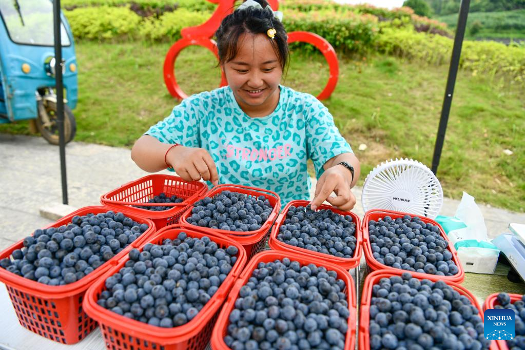 Blueberries enter harvest season in China's Guizhou