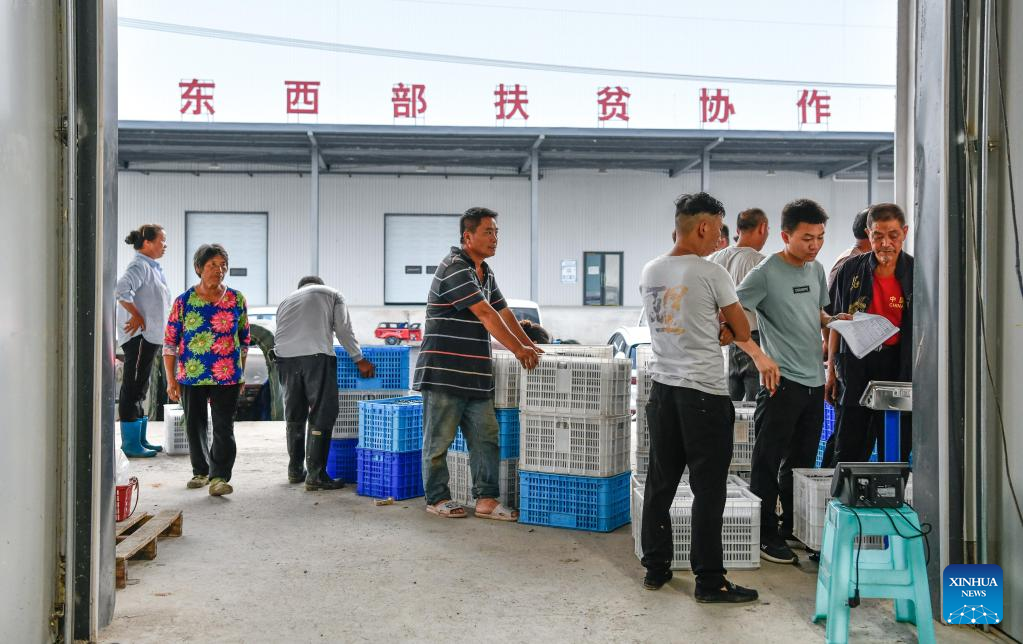 Blueberries enter harvest season in China's Guizhou