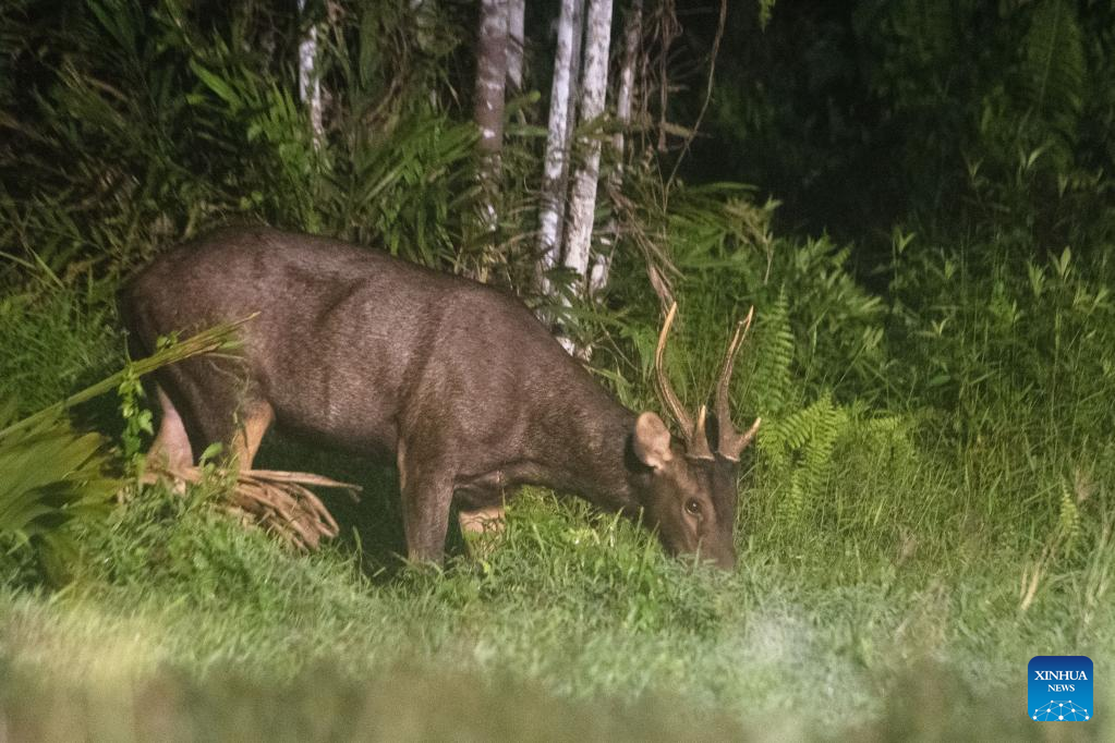 Wild sambar deer seen in Singapore's Central Catchment Nature Reserve