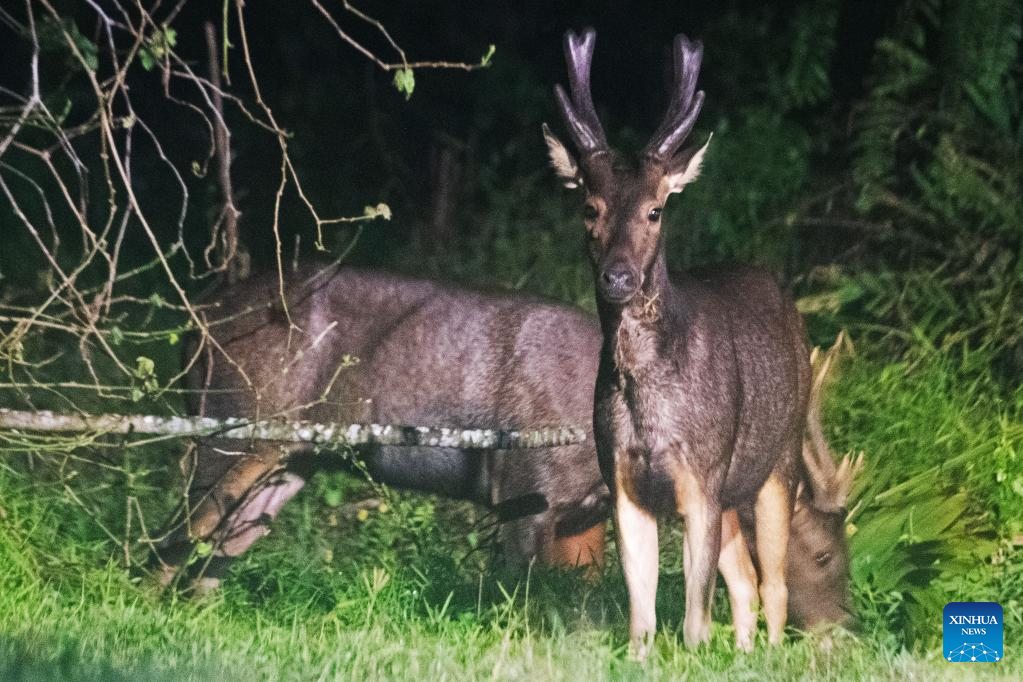 Wild sambar deer seen in Singapore's Central Catchment Nature Reserve