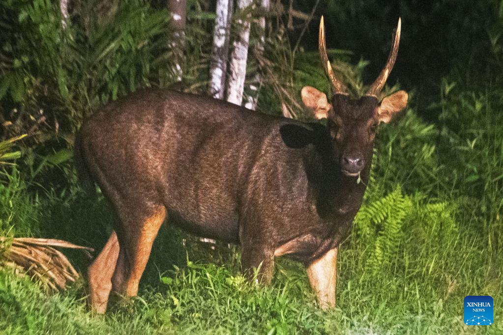 Wild sambar deer seen in Singapore's Central Catchment Nature Reserve