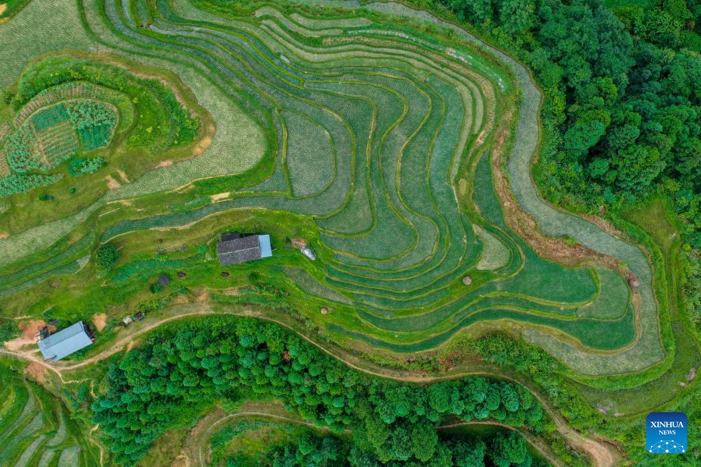 Scenery of terraced fields in Jiayi Village, SW China's Guizhou