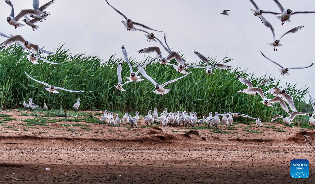 Hongjiannao National Nature Reserve in NW China's Shaanxi, sanctuary for relict gulls