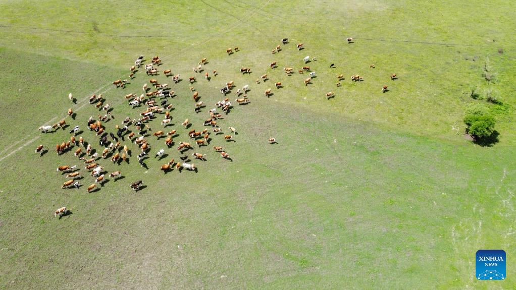 In pics: summer pasture in Hulun Buir, Inner Mongolia