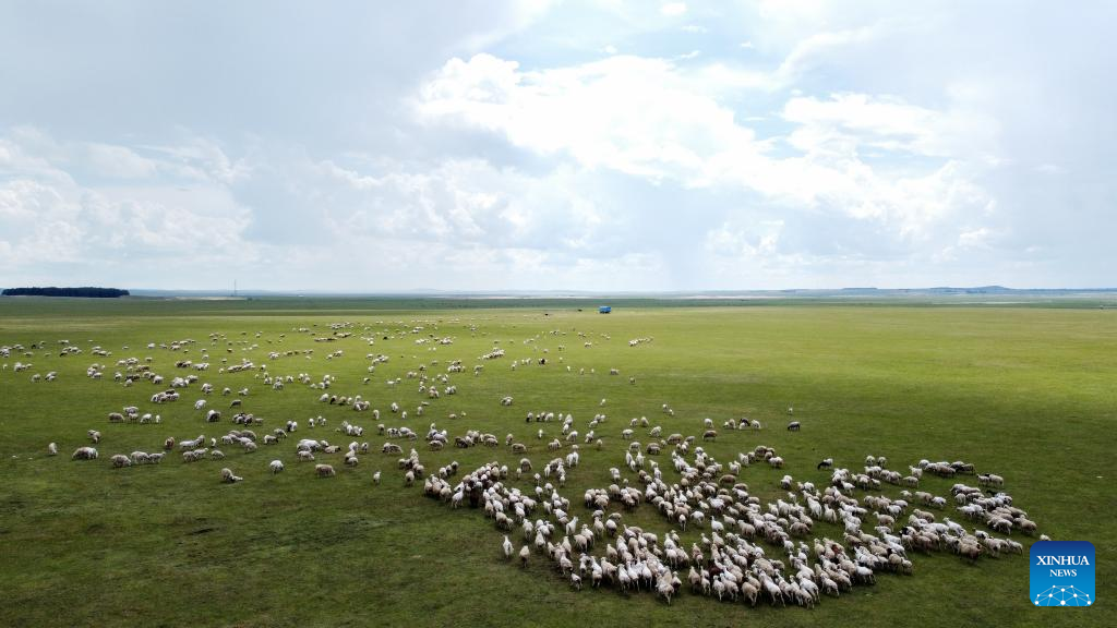 In pics: summer pasture in Hulun Buir, Inner Mongolia