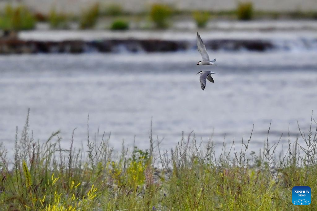 Terns fly over Lhasa River in China's Tibet