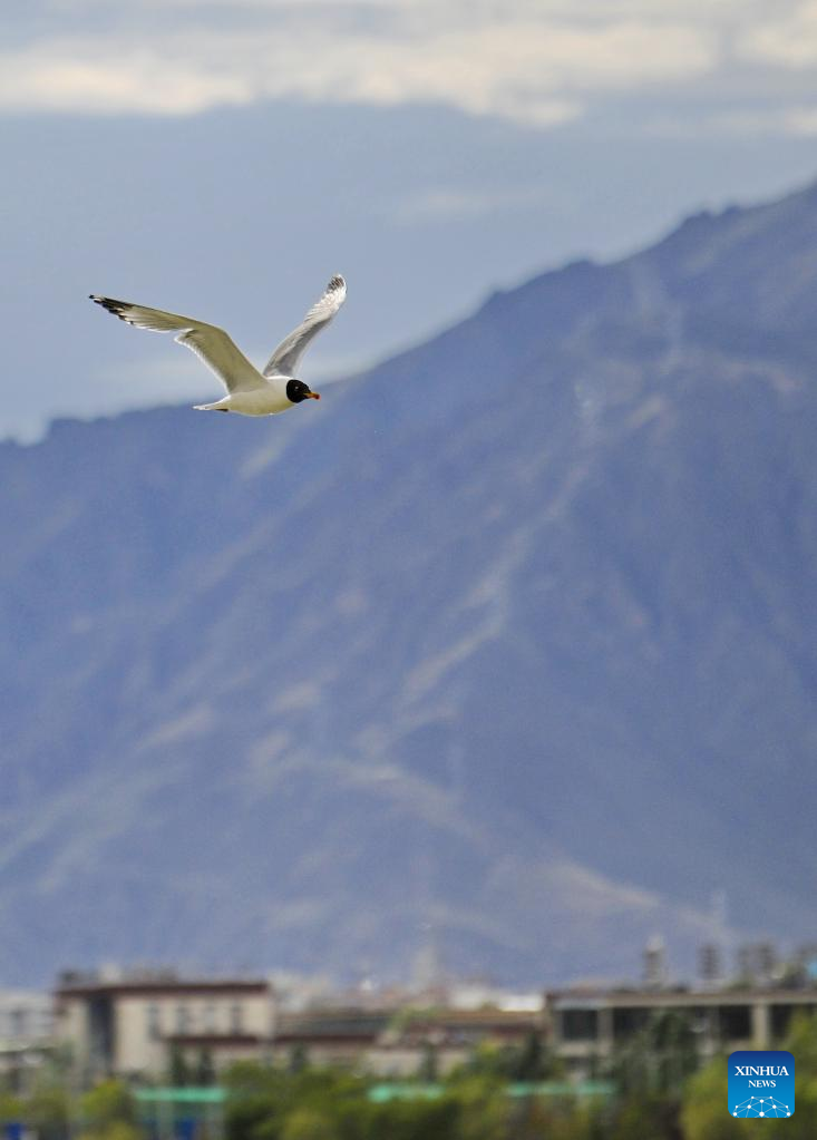 Terns fly over Lhasa River in China's Tibet