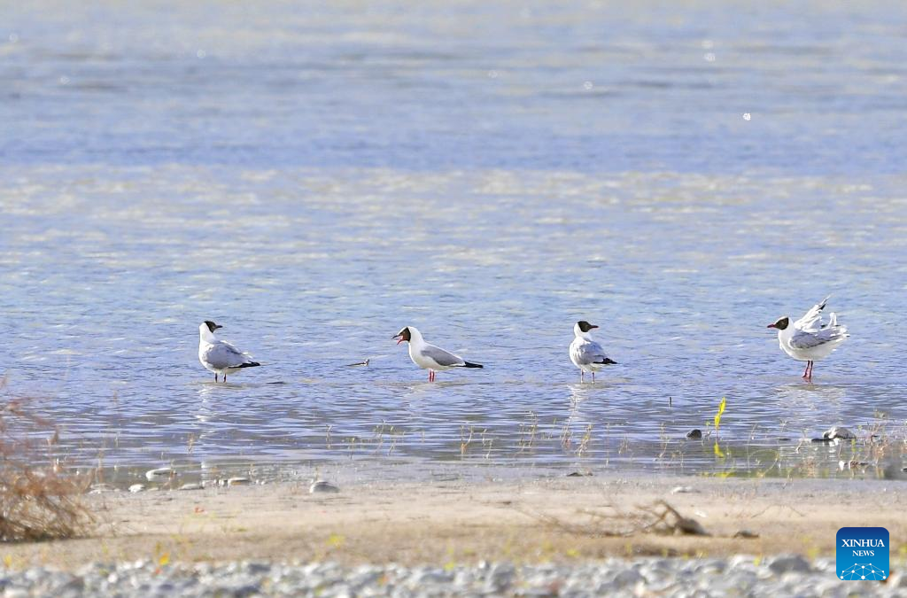 Terns fly over Lhasa River in China's Tibet