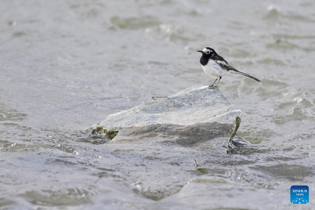 Terns fly over Lhasa River in China's Tibet
