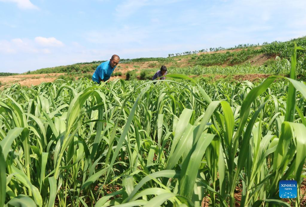 Land transformation implemented in Lulong, China's Hebei