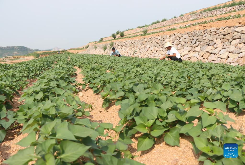 Land transformation implemented in Lulong, China's Hebei