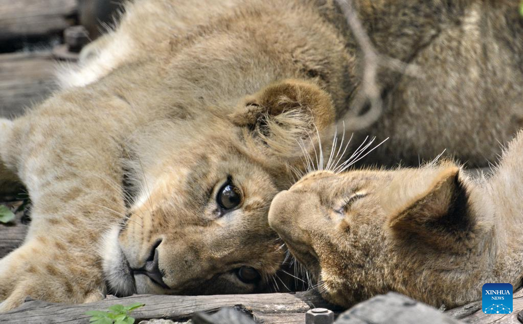 201 animal cubs of 43 species in Beijing Zoo start to meet public
