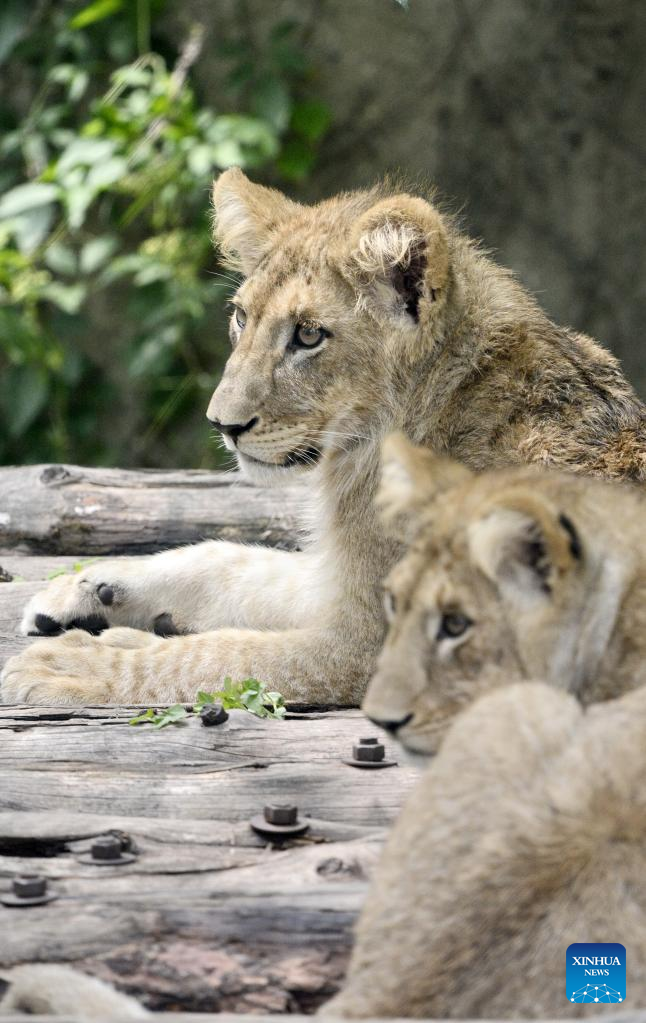 201 animal cubs of 43 species in Beijing Zoo start to meet public