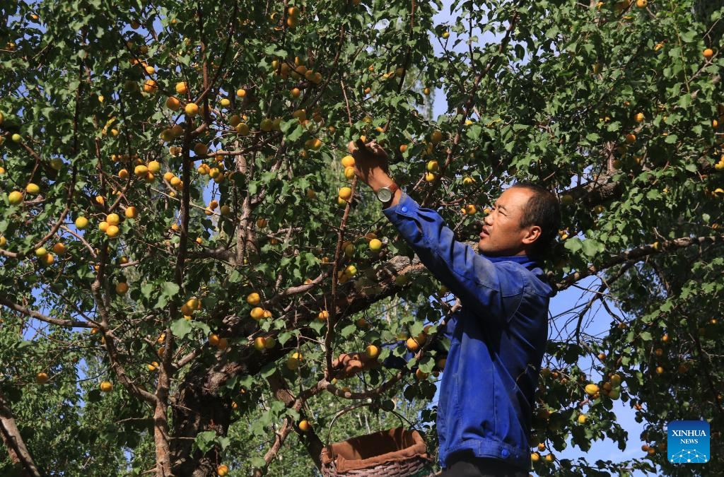 Villagers harvest apricots in Dunhuang, NW China