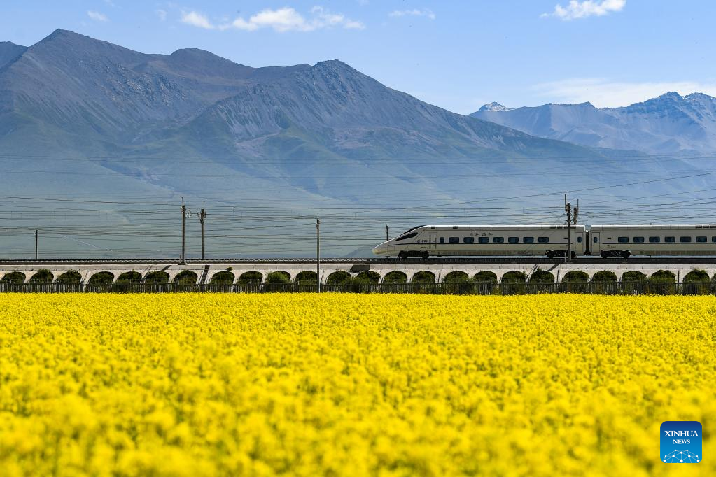 Scenery of cole flower fields in Qinghai