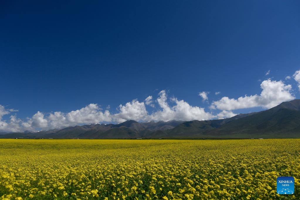 Scenery of cole flower fields in Qinghai