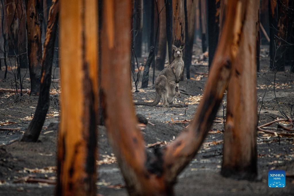 Australian bushfire season 27 days longer than 40 years ago: report