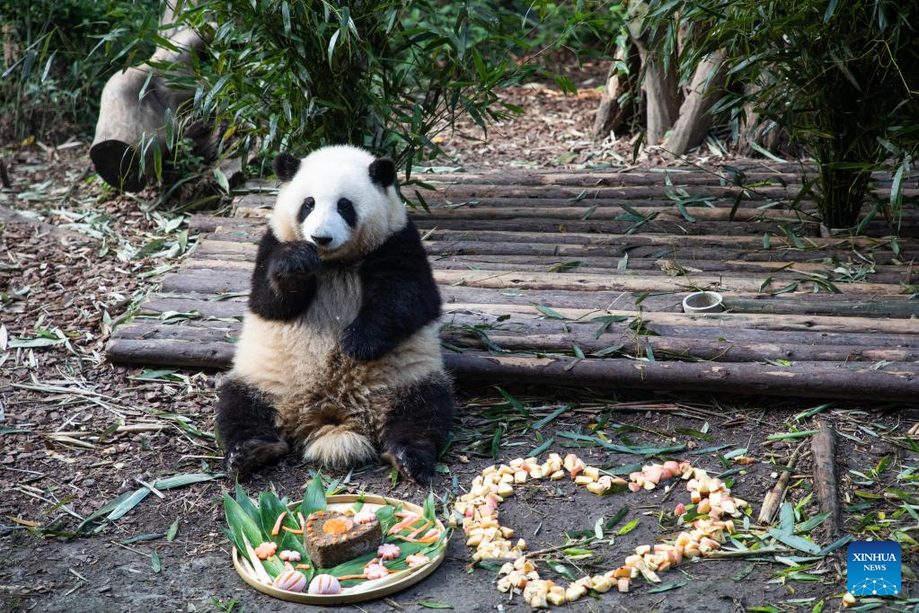 Panda twins celebrate 2nd birthday in Chengdu