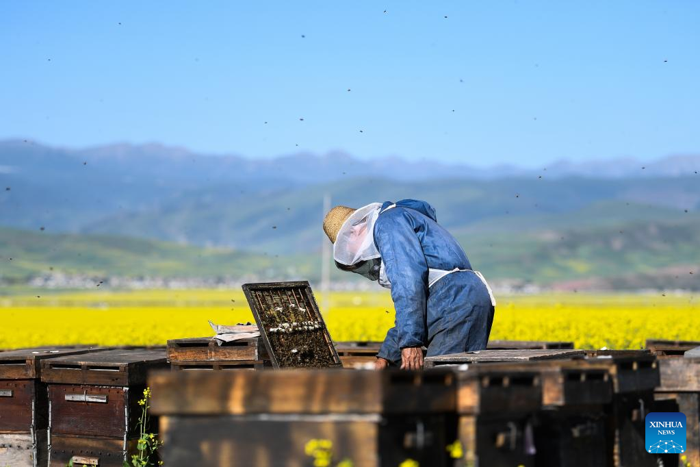 Pic story: beekeeper develops business in NW China