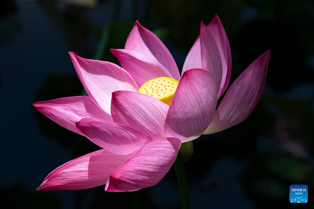 36th National Lotus Exhibition opens in Kunming, SW China's Yunnan