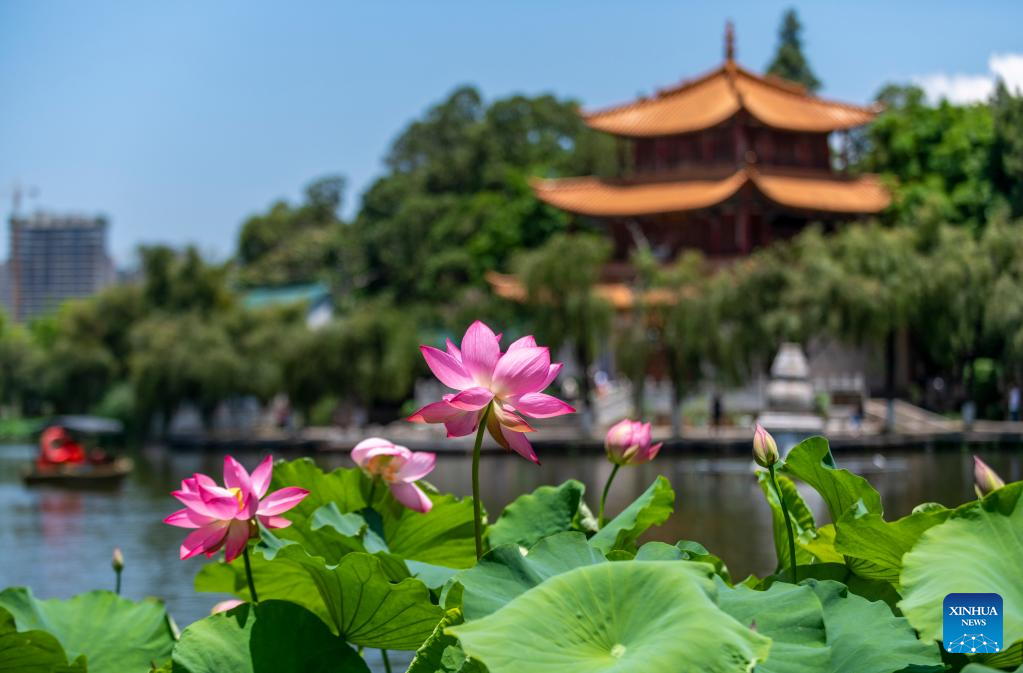 36th National Lotus Exhibition opens in Kunming, SW China's Yunnan