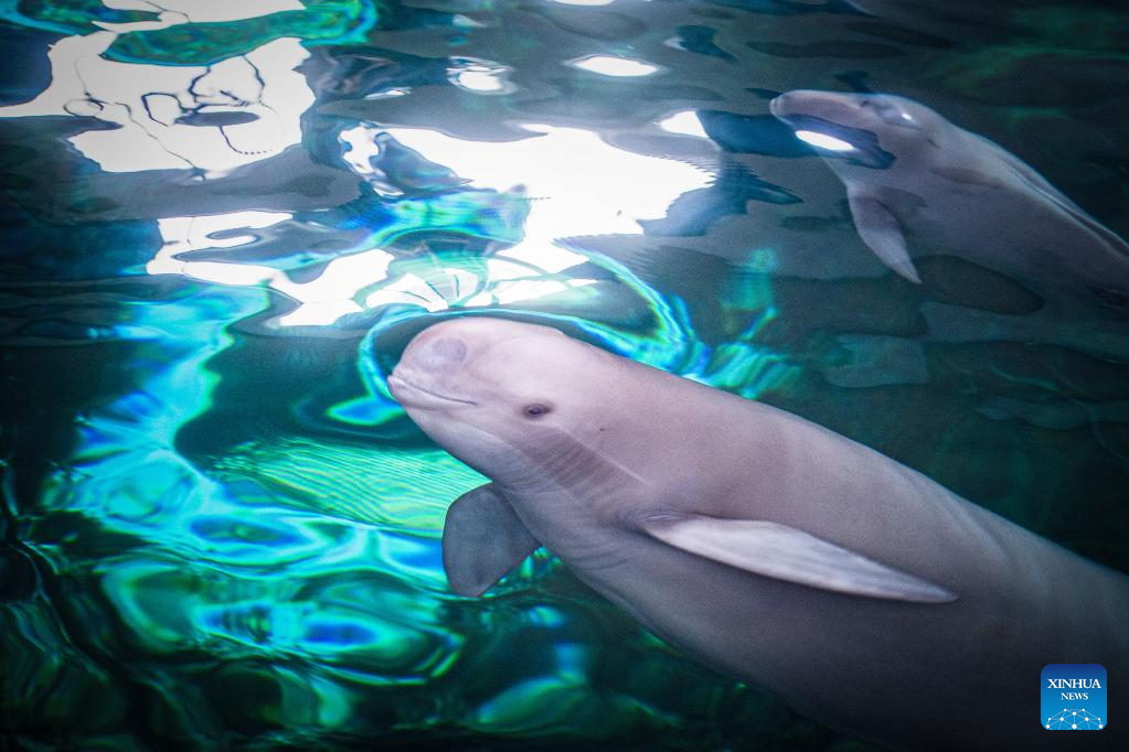 Achievement made in artificial breeding, reproduction of Yangtze finless porpoise