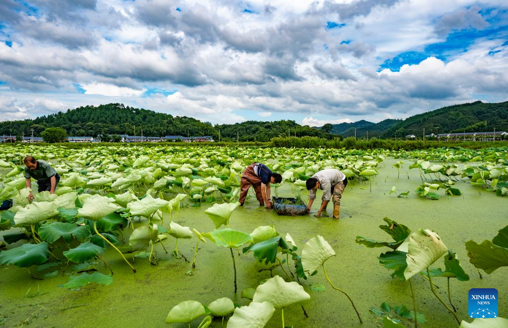 Farmers busy in field on Xiaoshu across China