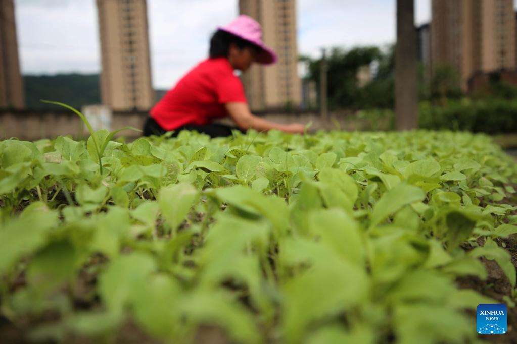 Farmers busy in field on Xiaoshu across China