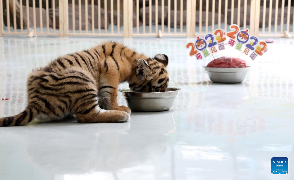 South China tiger cub makes public debut at breeding base in E China