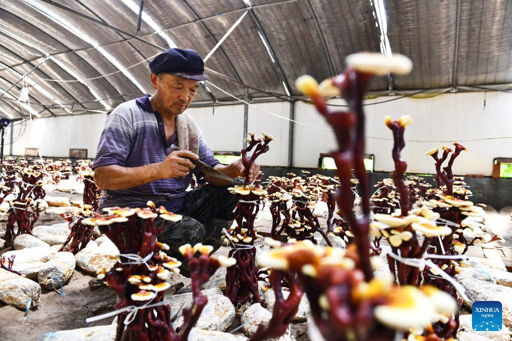 Lingzhi-related industry in east China promotes rural revitalization