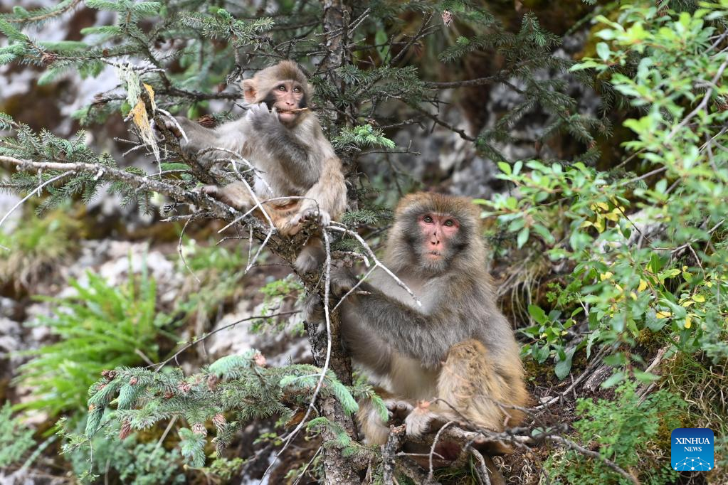 Tibetan macaques seen in forest farm in NW China's Qinghai